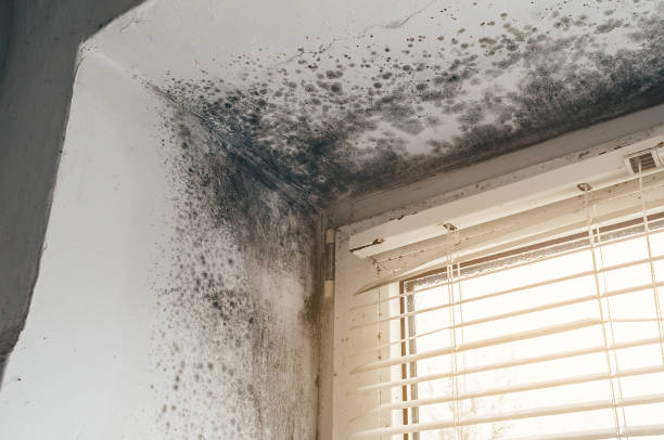 Affordable Crawl Space Mold Removal solutions in McClure, PA